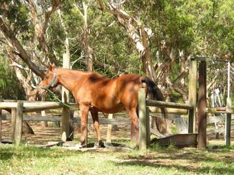 Bimbi Park - Camping Under Koalas