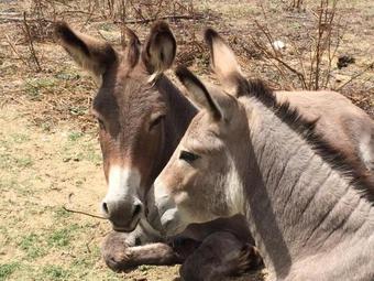 Hostal Asinerie Kuleni