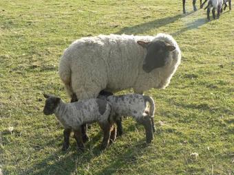 Bed & Breakfast Elms Farm