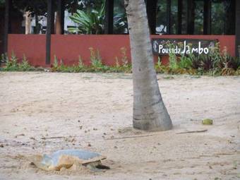 Hostal Pousada Jambo