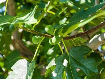 Holiday Home Lukoran (4200)