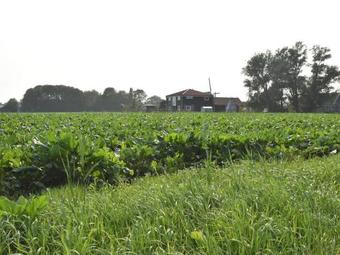 Cozy Apartment In Burgerbrug Netherlands With Meadow View