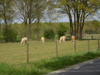 Tranquil Holiday Home In North Limburg With Garden