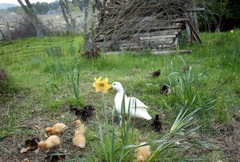 Bed & Breakfast Schiehallion Guest House