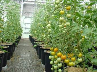 Unique Garden Hotel & Spa