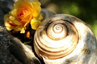 Villa Andros Maisonettes