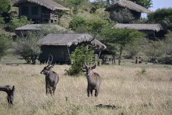 Grumeti Migration Camp