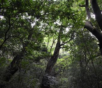 Hotel Explorer By Mahoora - Knuckles ( All-inclusive )