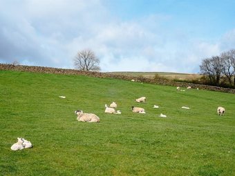Agroturismo Bondcroft Farm