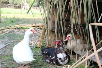 Agroturismo Agriturismo Casentino