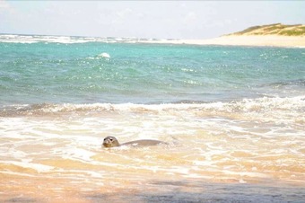 Waipouli Beach Resort H403 - 2 Br Condo By Redawning