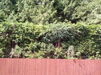 Apartamentos Forest Nook