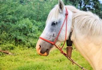 Hotel Phrao Camping Village