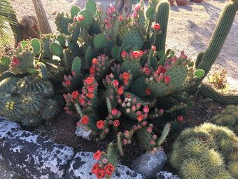 Hotel Le Capase Resort