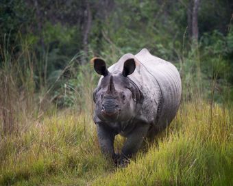 Posada Tigertops Karnali Lodge