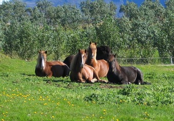Hotel Stryta Guesthouse