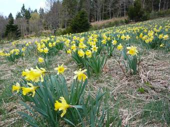 Chalet With One Bedroom In Le Tholy, With Wonderful Mountain View, Pool Access And Furnished Garden - 15 Km From The Slopes