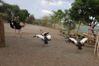 Posada Soi Safari Lodge - Lake Baringo