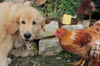 Hotel Wei�e M�hle