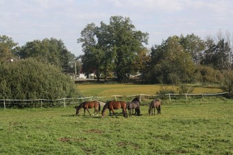 Pension Gutshof Zum Adlernest