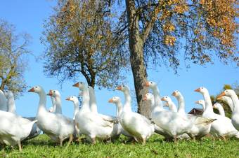 Agroturismo Schnatterhof