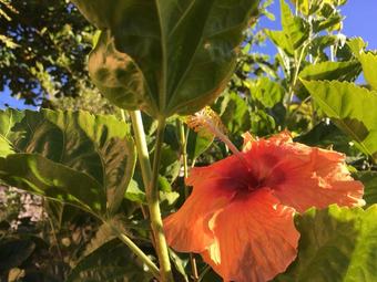 Apartment With One Bedroom In Le Carbet, With Wonderful Sea View, Enclosed Garden And Wifi - 1 M From The Beach