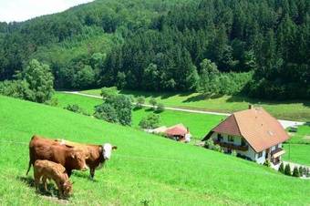 Serene Apartment In Hofstetten With Garden Amidst Luxury Of Nature