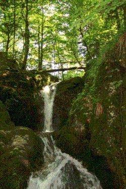 Hostal Waldgasthof Altersbach