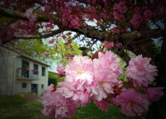 Bed & Breakfast Flo & Marc Les H�tes De Chouzy-sur-cisse