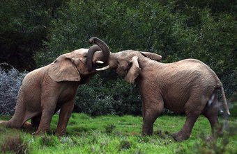 Posada Shamwari Bayethe - All Inclusive