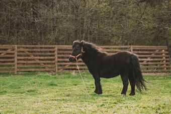 Hotel Valea Cu Ponei