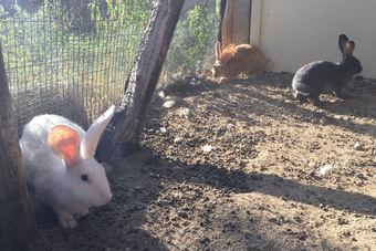 Agroturismo Masseria Petrella