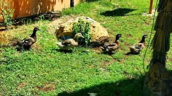 Agroturismo Le Vallon Vert - Club �questre