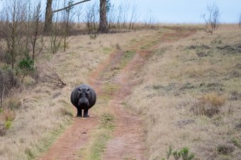 Hotel Plettenberg Bay Game Reserve