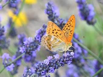 Bed & Breakfast Lescapade Capellane