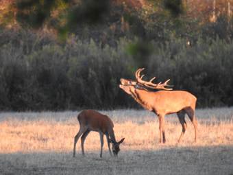 Bed & Breakfast Chambres D'h�tes La Qu�ri�re