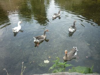 Bed & Breakfast Pensi�n Santa Rosa