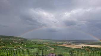 Flor'ever En Champagne