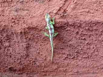 Hotel Fredson's Homestay