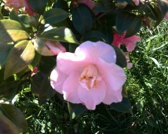 Apartamentos El Rincon Encantado