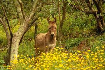 Agroturismo All'isola Che Non C'�