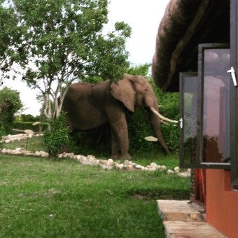 Posada Buffalo Safari Lodge