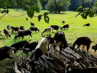Hotel Les Roulottes � La Ferme Du Magny-robert