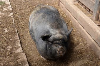 Pension Weidem�hle