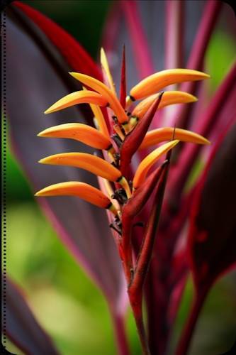 Lodge The Palapa Hut