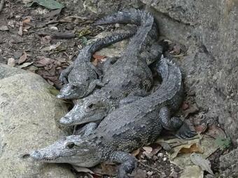 Lodge Tres Lagunas, Selva Lacandona