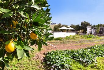 Villa Finca Algodones Con Piscina Privada