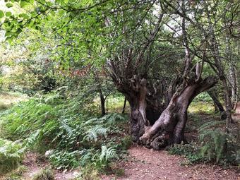 Casa Do Estevo - Ribeira Sacra