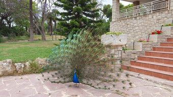 Villa Entre Naranjos