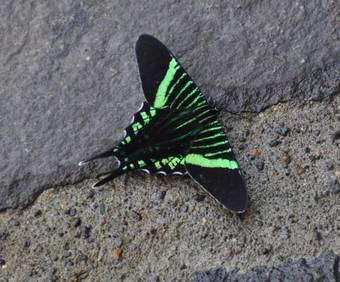 Bed & Breakfast Tiriguro Lodge